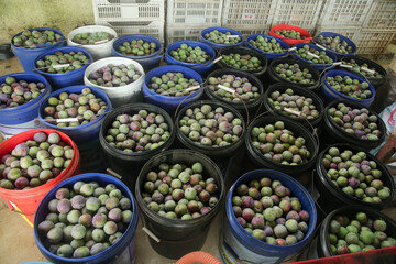 Fresh Picked Plums in Buckets at Farmers Market During Harvest Season