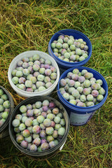 Fresh Plum Harvest in Buckets During Orchard Season - Colorful Ripe Fruit Collection