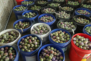 Fresh Plums in Buckets at Farmer's Market During Harvest Season - Colorful Stone Fruit Display