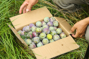 Fresh Harvest Plums in Box on Green Grass - Sweet Seasonal Fruit Collection