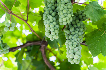 Green Wine Grapes on Vineyard Vine