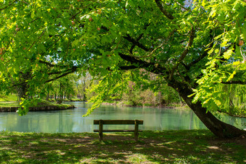 Farnia (Quercus robur) sul fiume Stella nel parco di Villa Ottelio Savorgnan, Ariis di Rivignano...