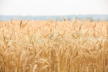 Mature wheat field with golden ears ready for harvest in rural countryside