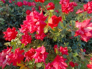 Vibrant Red Roses in Bloom