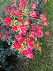 Vibrant Red Rose Bush in Bloom