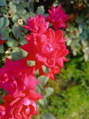 Vibrant Red Roses Blooming in Sunlight