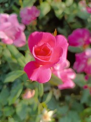 Close-up of a vibrant pink rose in a garden
