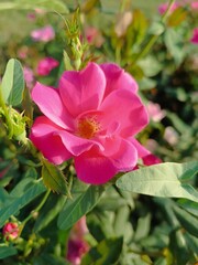 Vibrant Pink Rose in Bloom