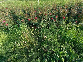 Red roses blooming in a lush garden, surrounded by vibrant greenery