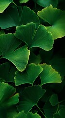 Ginkgo biloba green leaves in tropical forest, close up. Nature background.