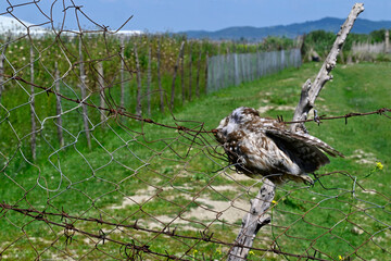 Steinkauz // Little owl (Athene noctua)