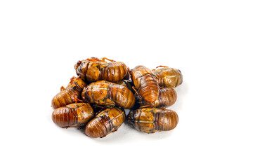 Fresh Cicadas Isolated on White Background - Traditional Asian Food Insects
