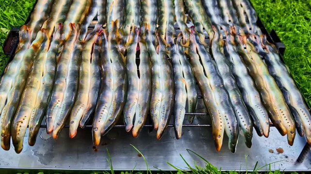 Lamprey fish prepared to be grilled eels ancient jawless primitive species Baltic country