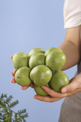 Fresh Green Walnuts in Hands - Healthy Organic Nuts with Tender Shells Against Blue Sky