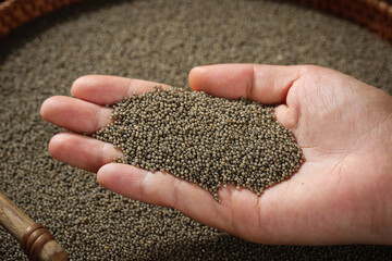 Organic Highland Millet Grains in Hand - Raw Cereal Seeds for Healthy Porridge and Natural Farm Cooking