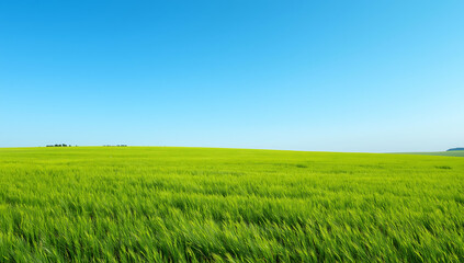 Naklejka premium A wide open landscape featuring a vibrant green meadow under a clear blue sky. Fresh grass fields bathed in bright natural light create a clean and minimal background, ideal for website design, presen