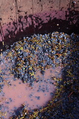 Crushed grapes inside a wooden barrel begin the fermentation process, turning harvest into wine with color, aroma, and tradition.