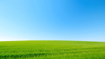 Fototapeta premium A wide open landscape featuring a vibrant green meadow under a clear blue sky. Fresh grass fields bathed in bright natural light create a clean and minimal background, ideal for website design, presen