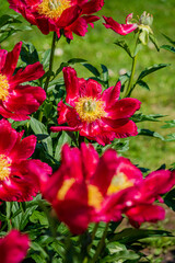 Bright red peonies flourish in a sunny garden, their petals illuminated by warm sunlight