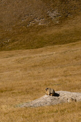 Three marmots on a stone