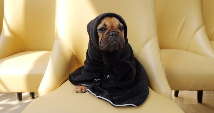 Puppy's expression suggests it has been through something difficult, perhaps freezing or lost, but now it sits safely and warmly at home. Young French Bulldog, wrapped in black blanket, sits on chair