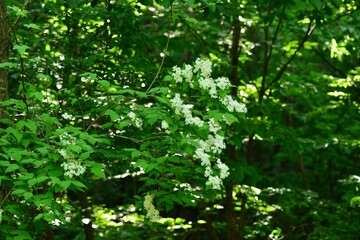 Deutzia parviflora, called Malbaldori in Korea, is a deciduous shrub that blooms with small white flowers in spring. It grows in mountain valleys and is widely used as an ornamental landscape plant.