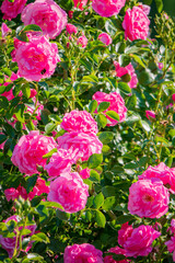 Obraz premium Bright pink roses bloom in the sun, bringing color and joy to the garden