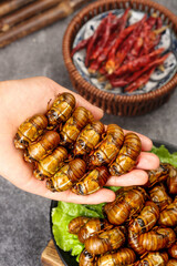 Hand Holding Cooked Silkworm Pupae Traditional Asian Street Food Snack with Spicy Peppers