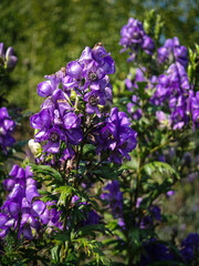 Obraz premium Cluster of violet monkshood (Aconitum variegatum) flowers blooming in a sunny mountain meadow at Nagymező. Keywords: aconite, monkshood, poisonous plant, mountain flora, Bükk.