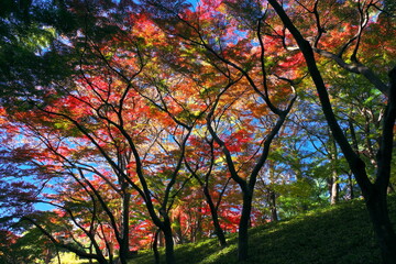 Fototapete bei efototapeten.de bestellen   