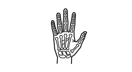 Hand bones illustration, skeletal structure of a human hand.