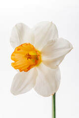 Fototapeta premium A daffodil shows off its vibrant white petals and bright orange center, radiating joy
