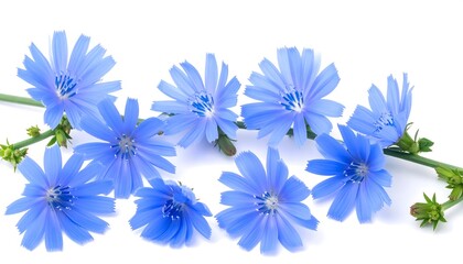 Delicate blue wildflowers on white