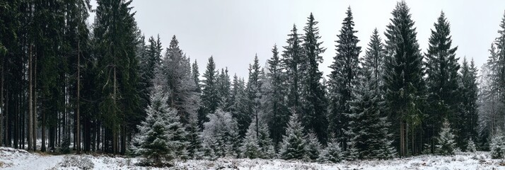 Snowy forest scene features evergreen trees, some covered in frost, with a foreground of snow and brown foliage under an overcast sky