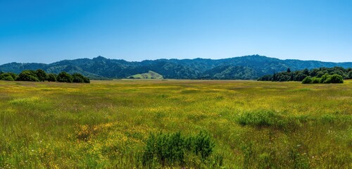 Fototapeta premium Expansive meadow scene with wildflowers and rolling hills under a clear blue sky, dotted trees on the horizon. Serene and tranquil