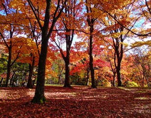 Autumn foliage in a park