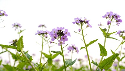 Delicate purple wildflowers against white
