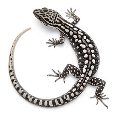 Naklejka premium Green reptile with a curled tail, isolated on a white background