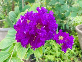 Fototapeta premium Blooming purple lilac flowers in a lush garden during spring
