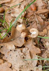 autumn in the forest, mushrooms and acorn.  close up