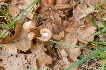 autumn in the forest, mushrooms and acorn.  close up