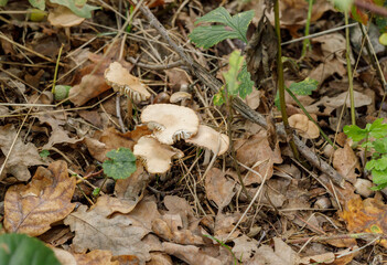 autumn in the forest, mushrooms and acorn.  close up