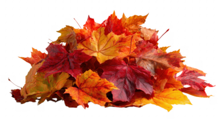 Pile of vibrant autumn maple leaves isolated on transparent background