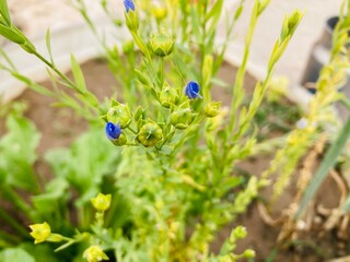 Close-up macro of a red ladybug on a juicy blueberry bush in the summer garden