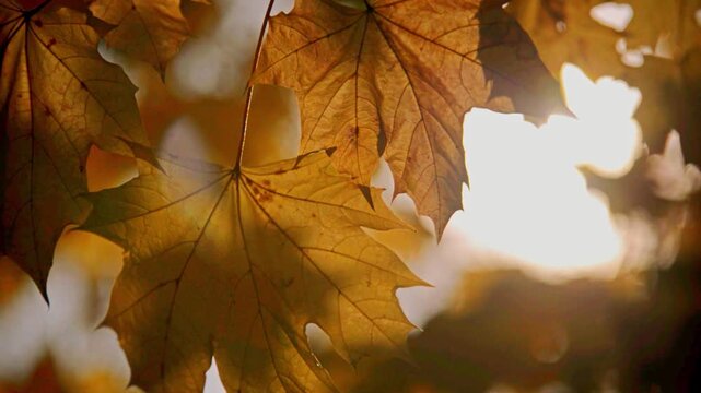 Autumn background-yellow maple leaves in the city Park