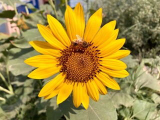 A busy bee collects pollen from a bright yellow sunflower blooming in a sunny summer garden