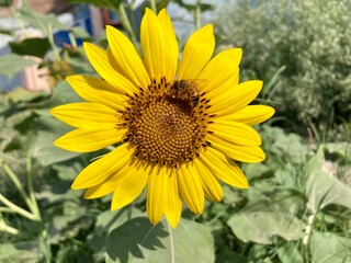 Fototapeta premium Bright yellow sunflowers bloom under the summer sun, a bee visiting a field of blossoms