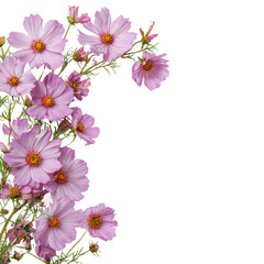 Delicate pink cosmos flowers garden nature isolated on transparent background