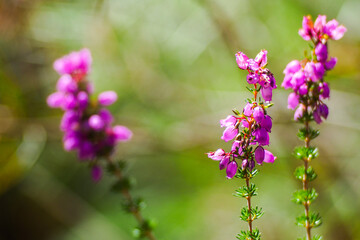 Fougères et bruyères sauvages