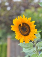 Fototapeta premium sunflower in the garden